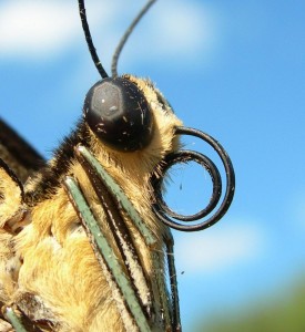 gaint swallowtail                          